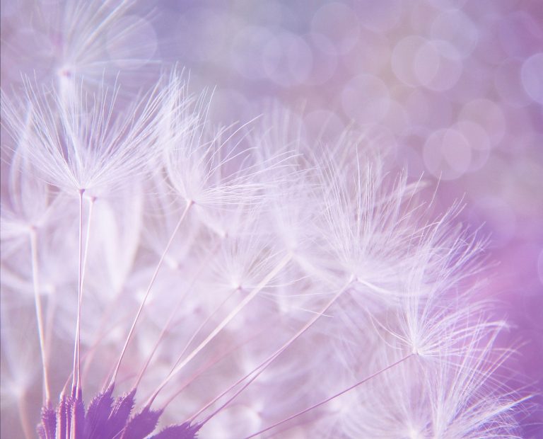 dandelion-gaeac53e63_1280